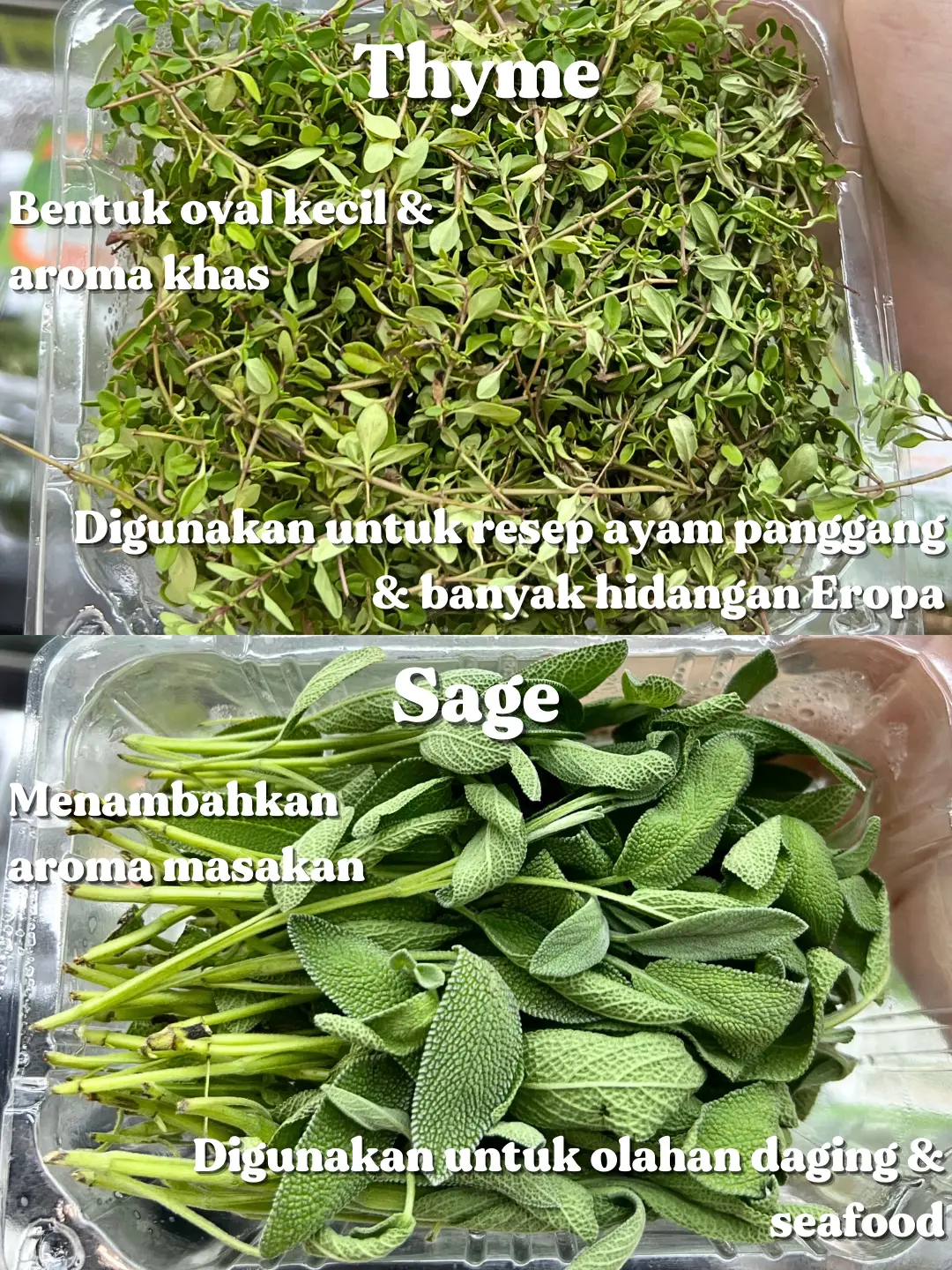 6 Jenis Daun Rempah Kegunaannya Gallery Posted By Angeline 6-jenis-daun-rempah-kegunaannya-gallery-posted-by-angeline
