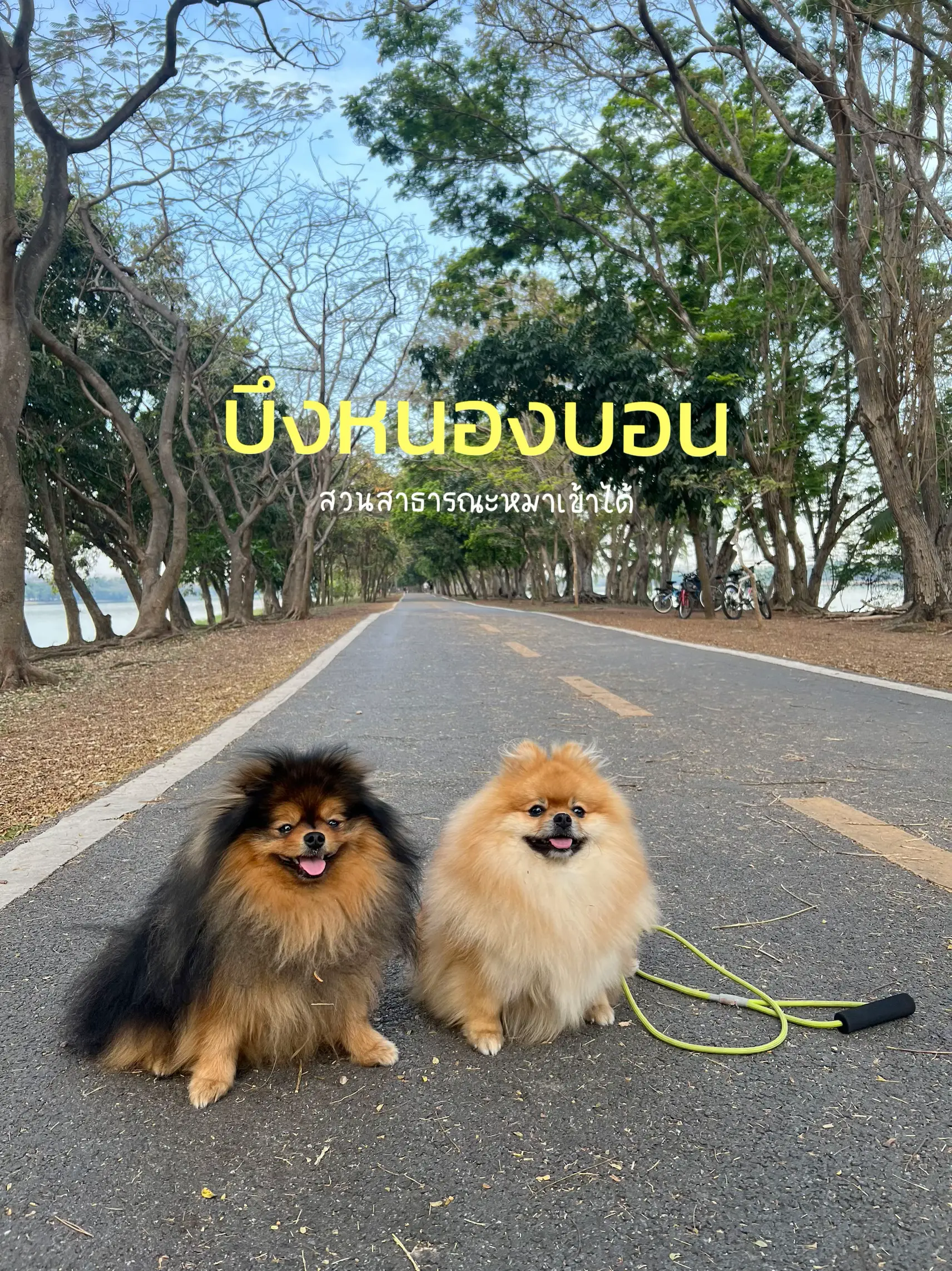 犬が入ることができる公園 🐶🐶 | หมูปั้นหมูหวานが投稿したフォトブック | Lemon8