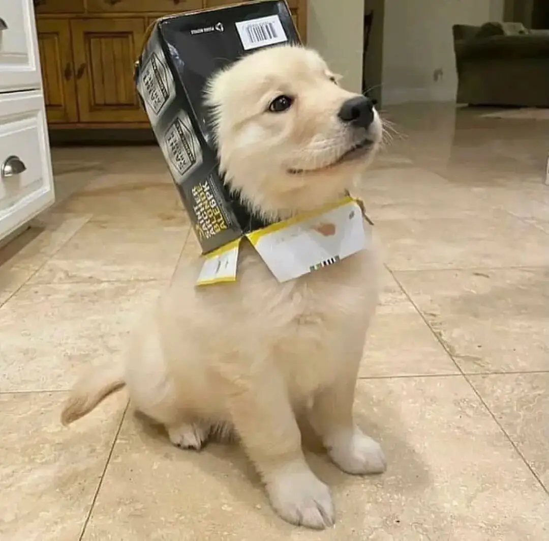 🐶 Golden Retriever - Dog Breed Information, Photo, Care, History 