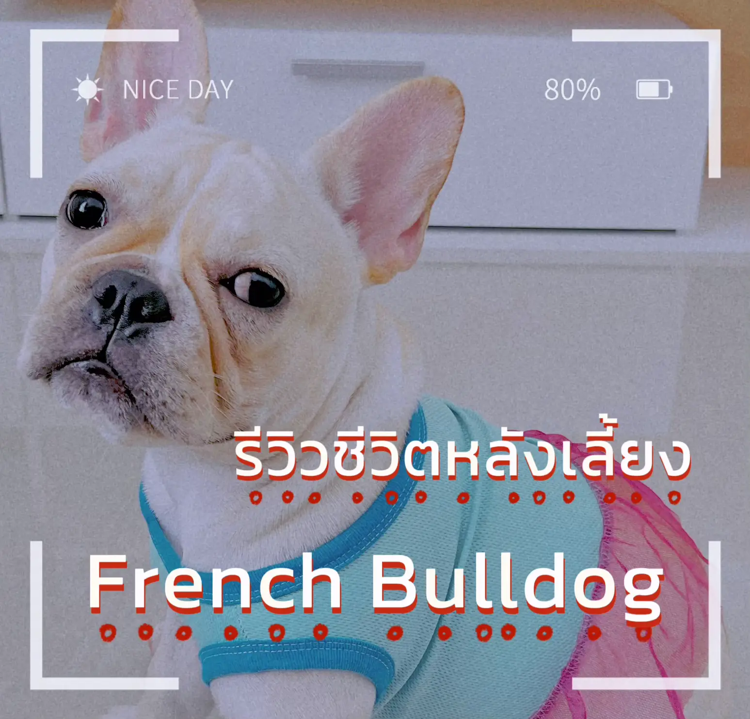 FRENCH BULLDOG LIVE 2024 フレンチブルドッグライブ ❤️JKC