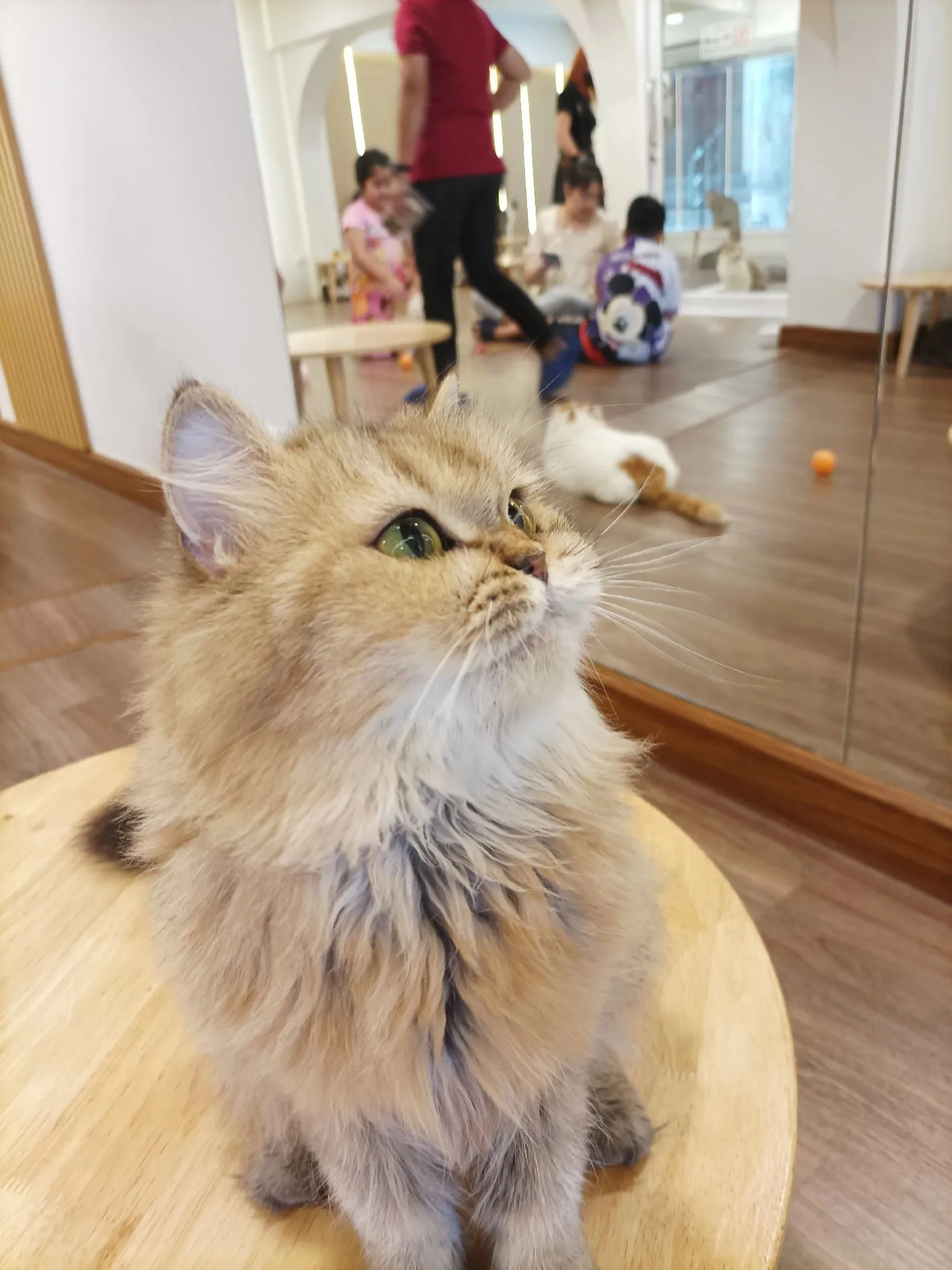 Take to the cafe where the most cats in some hundred thousand 🐈, MALI CAT  CAFE🥤, Gallery posted by เที่ยวTRIP🛩️