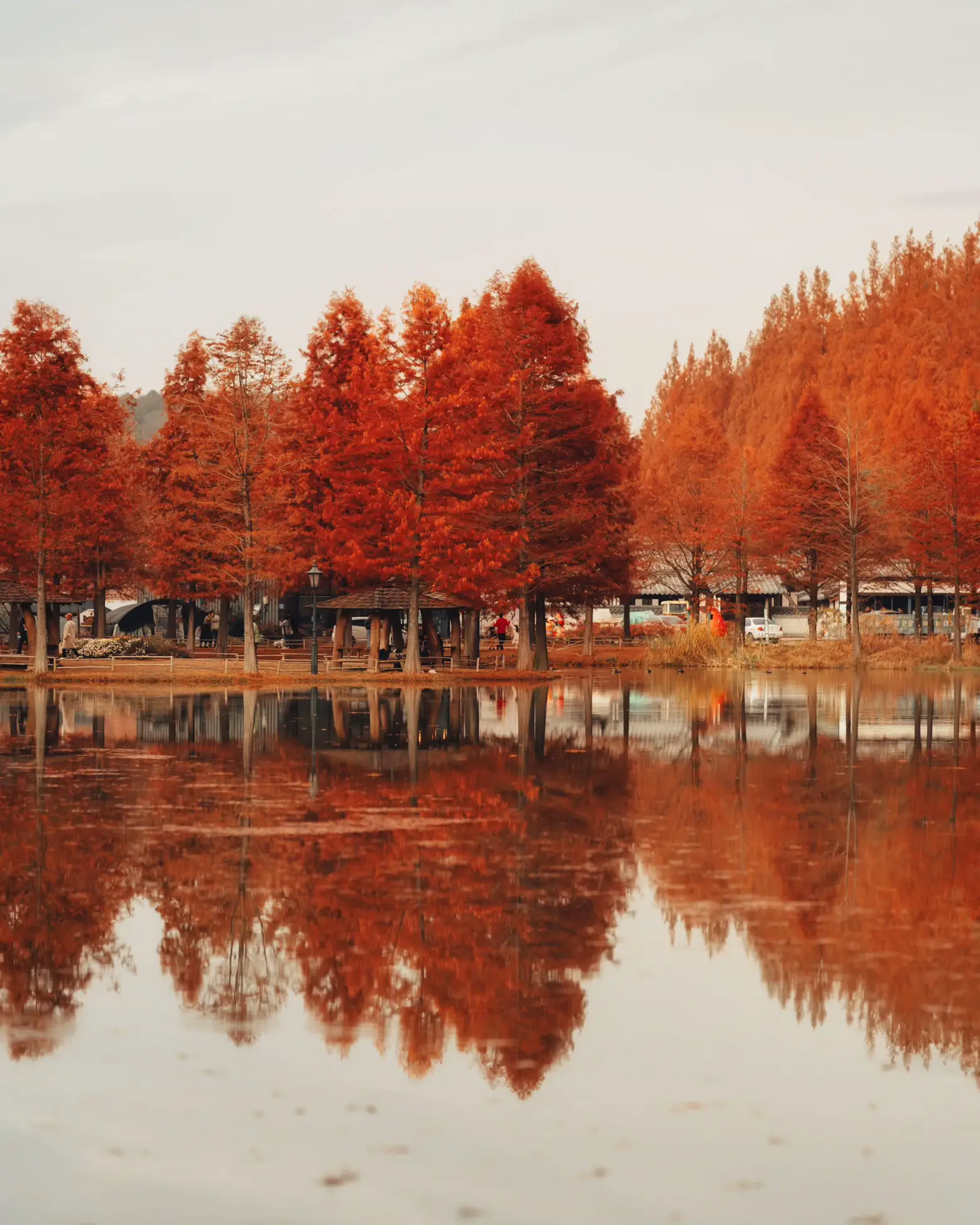 🍁 3 best places to see the RED🔥 Foliage in Korea