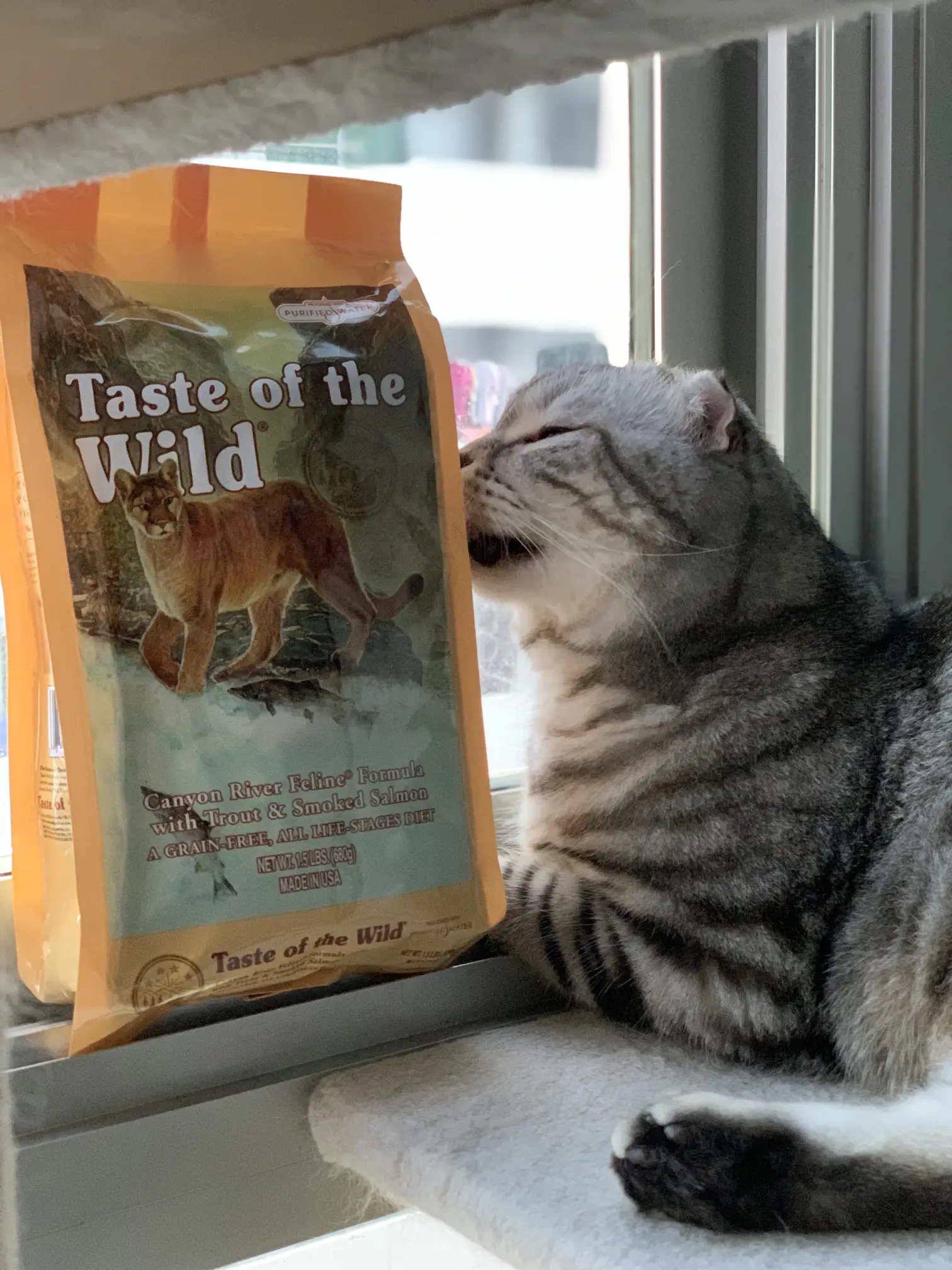 Taste of the 2024 wild kitten food review