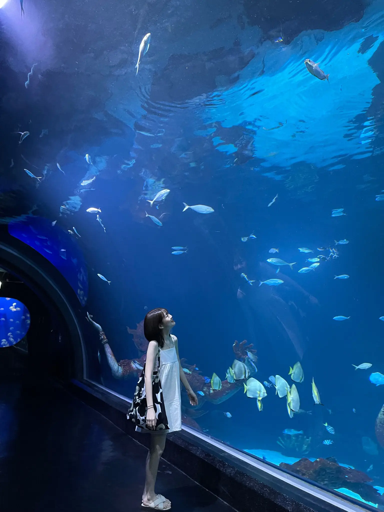 aquarium Outfits、Share、Reviews Z-Me Clothing Community