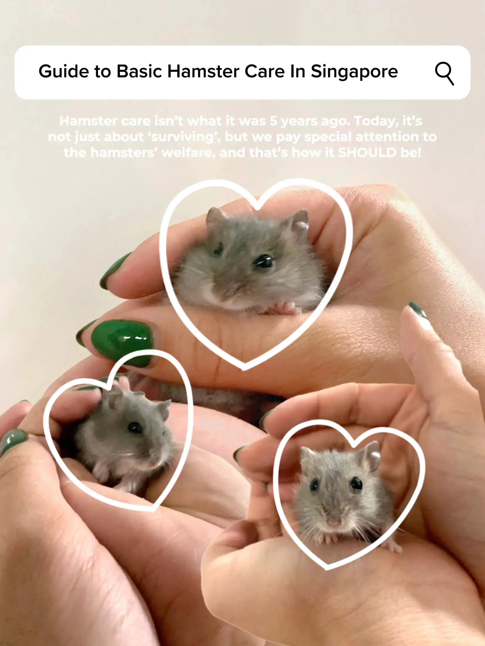 Everything you need to know before getting a Hamster