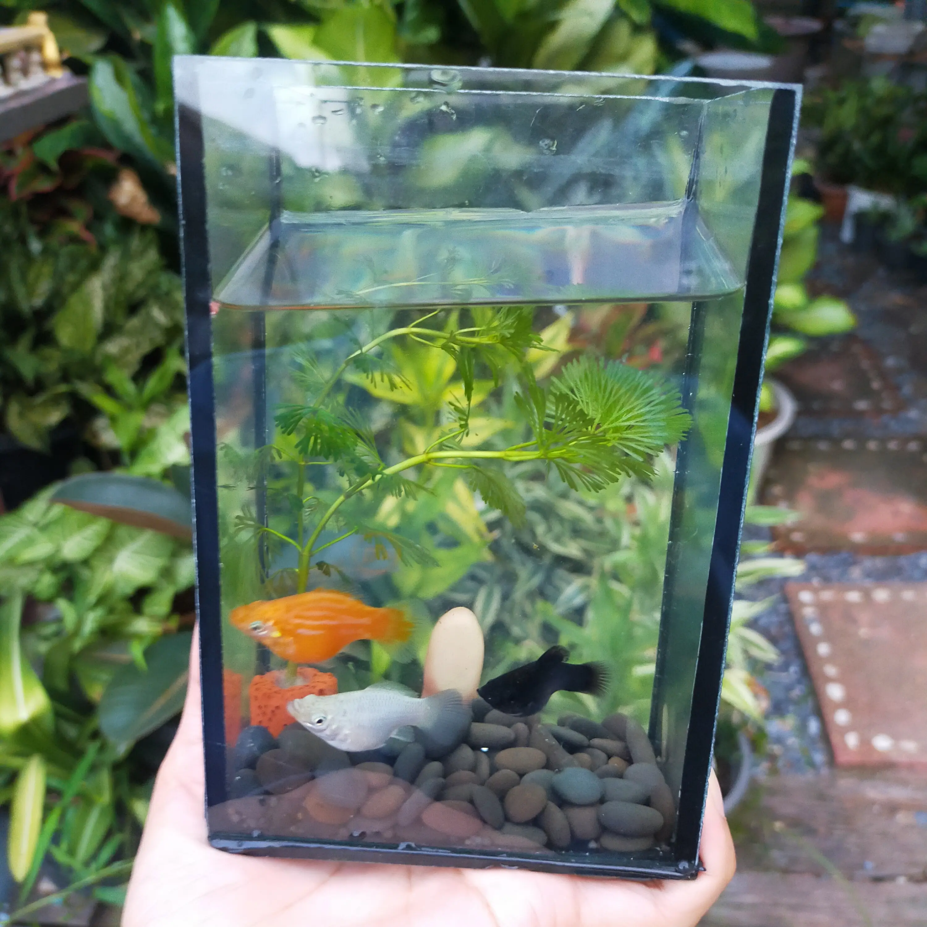 Simple fish outlet tank