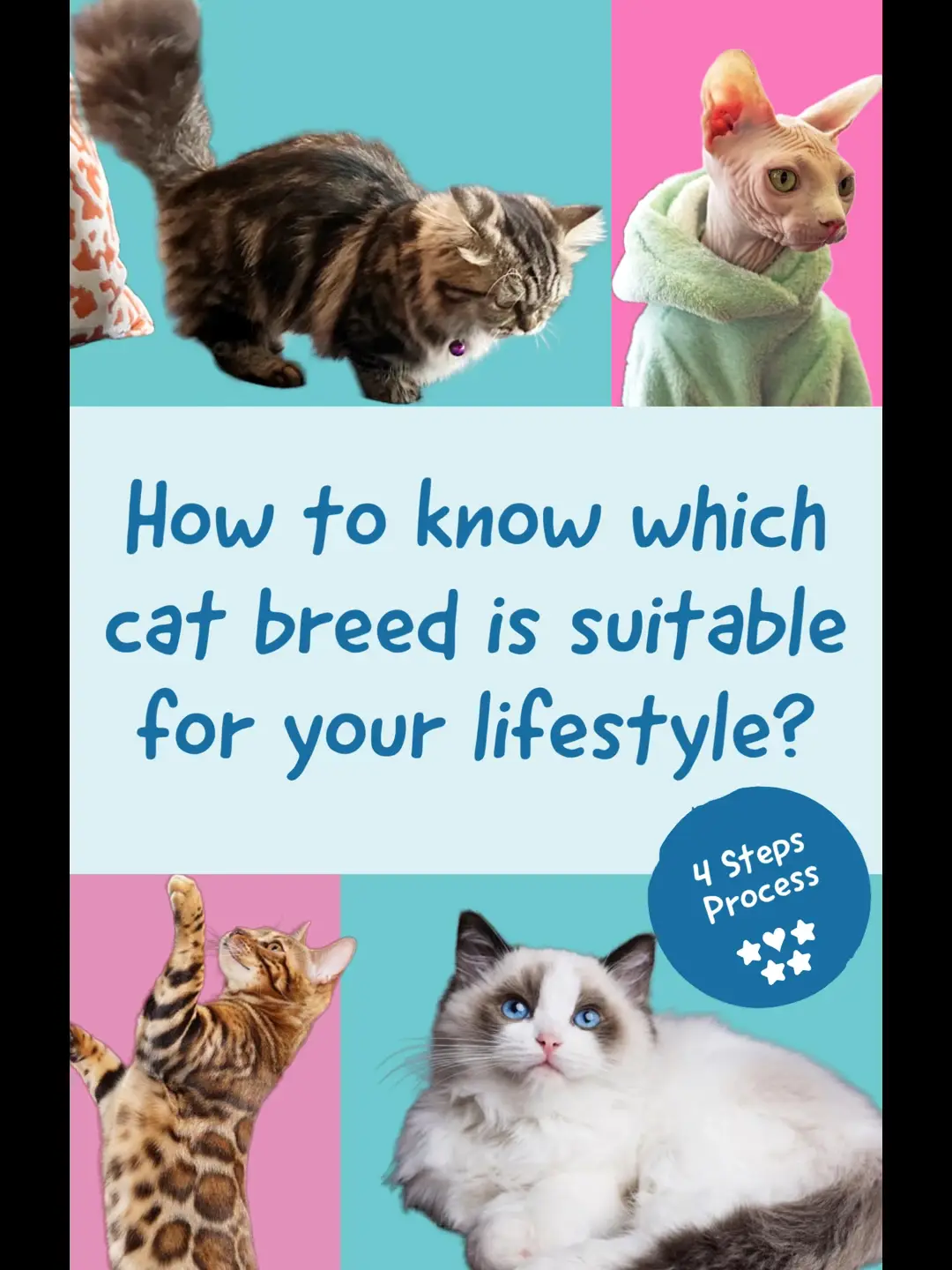 Quiz: What Cat Breed Are You? Find Out Now