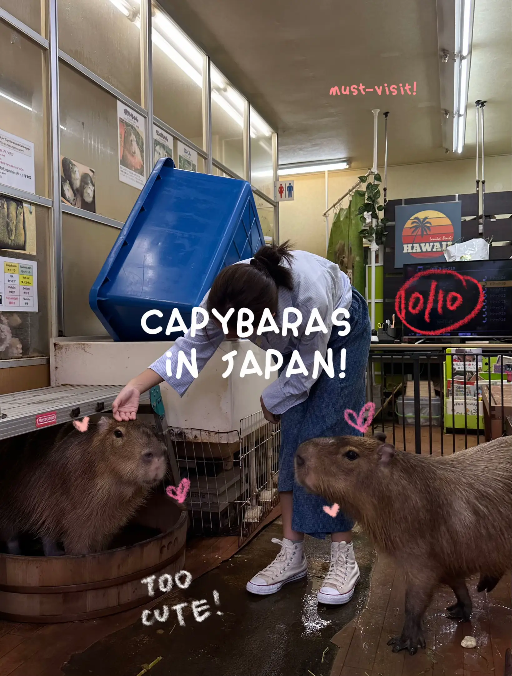 capybara japan - Lemon8 Search