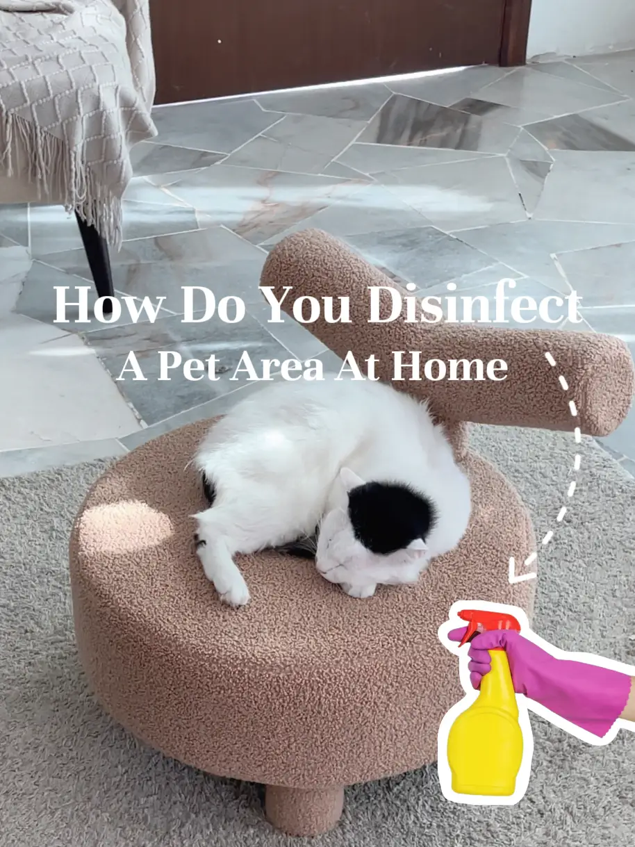 How Do You Disinfect a Pet Area At Home 🖤 Galeri disiarkan oleh