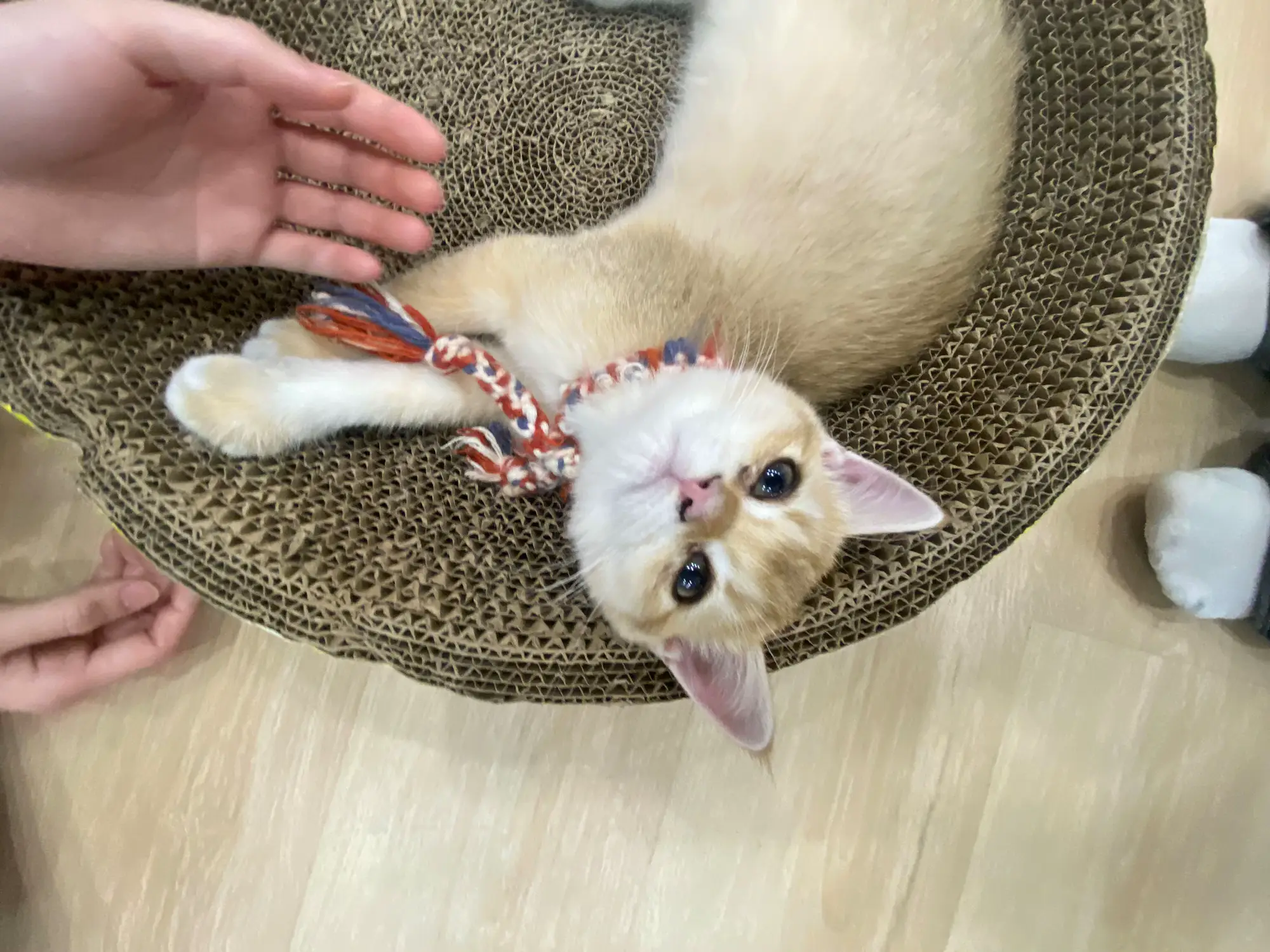 Meomi Cat Cafe - Chill Pet Cafe In Bugis With Fluffy Ragdolls