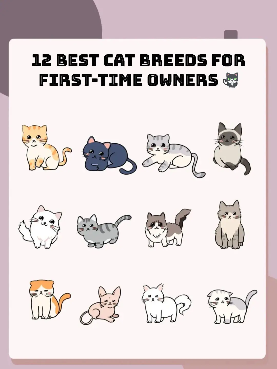 The 13 Best Cat Breeds for First-Time Owners - Affectionate Pet Cats