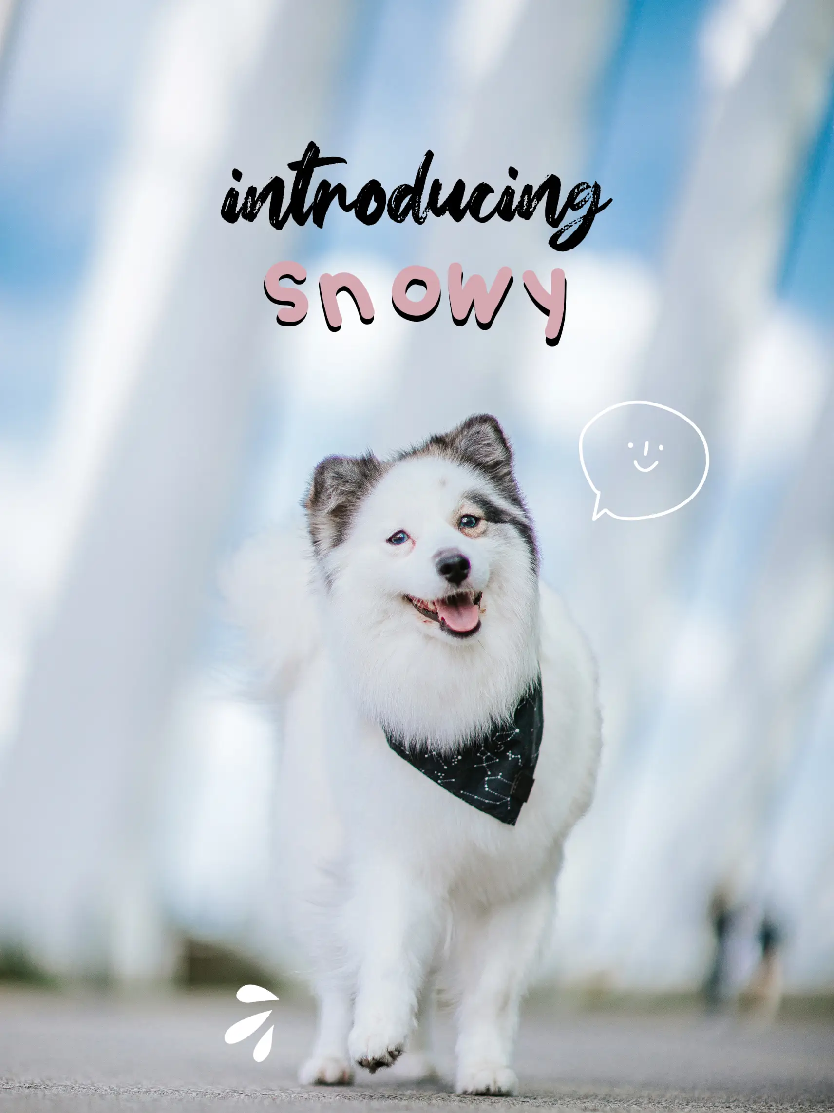 Pomeranian malamute 2024