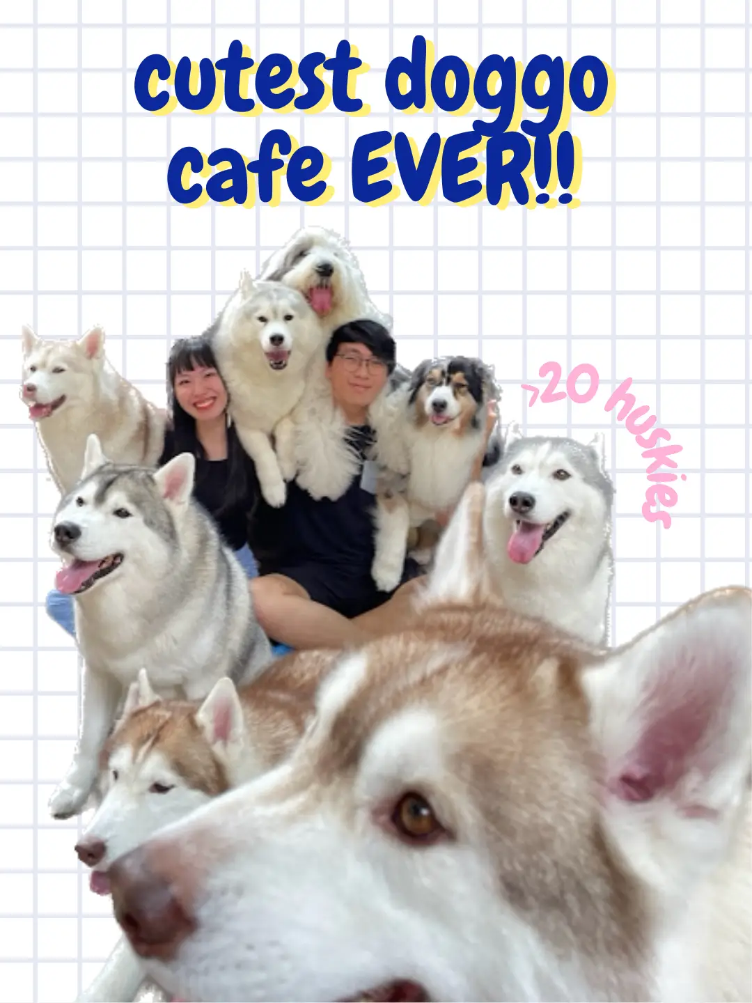 Play w/ the goodest bois! 🐶 | Bangkok’s husky cafe | Gallery posted by ...