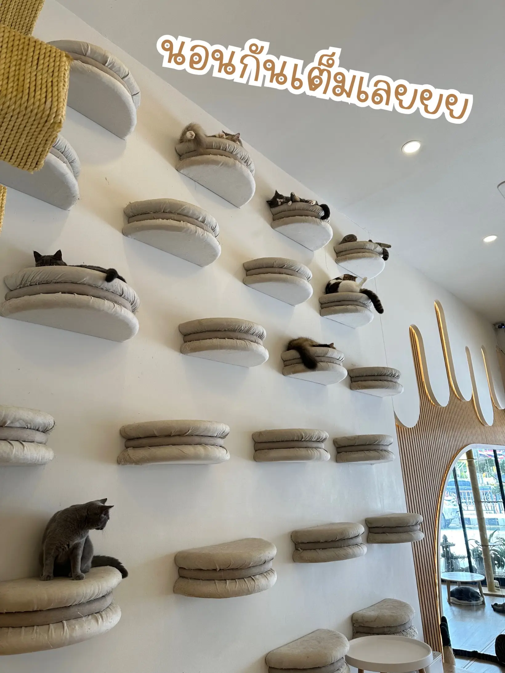 Take to the cafe where the most cats in some hundred thousand 🐈, MALI CAT  CAFE🥤, Gallery posted by เที่ยวTRIP🛩️