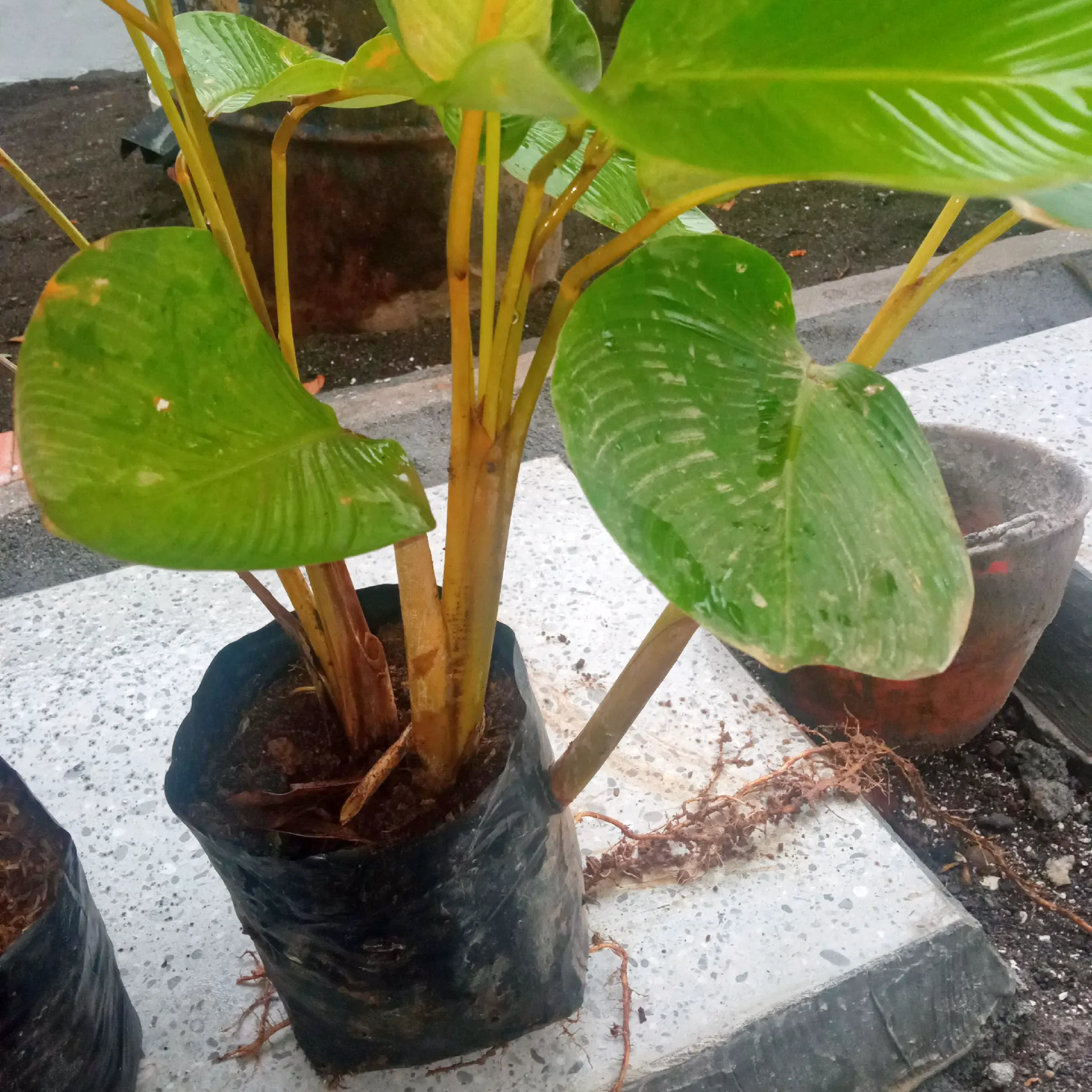 Tips merawat tanaman hidup di kamar kos 🪴