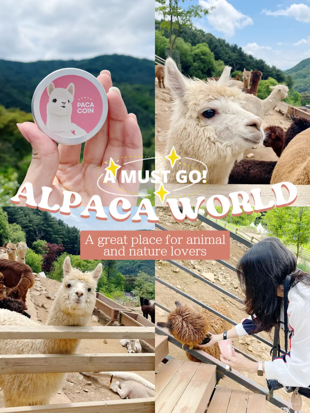 20 top How to Get to Alpaca World Korea ideas in 2024