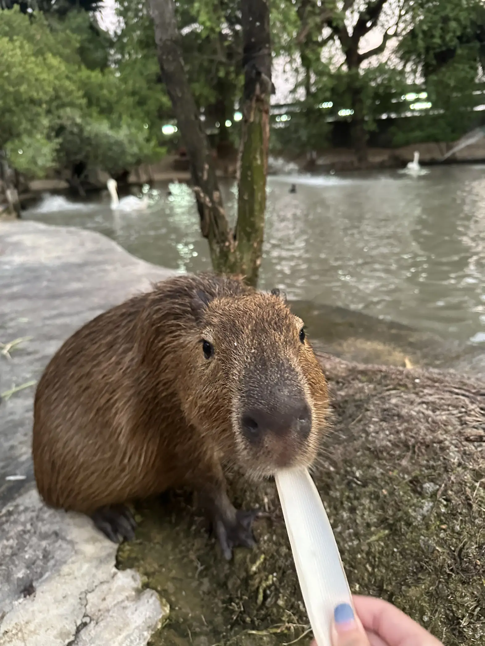 コレクション カピバラ リード