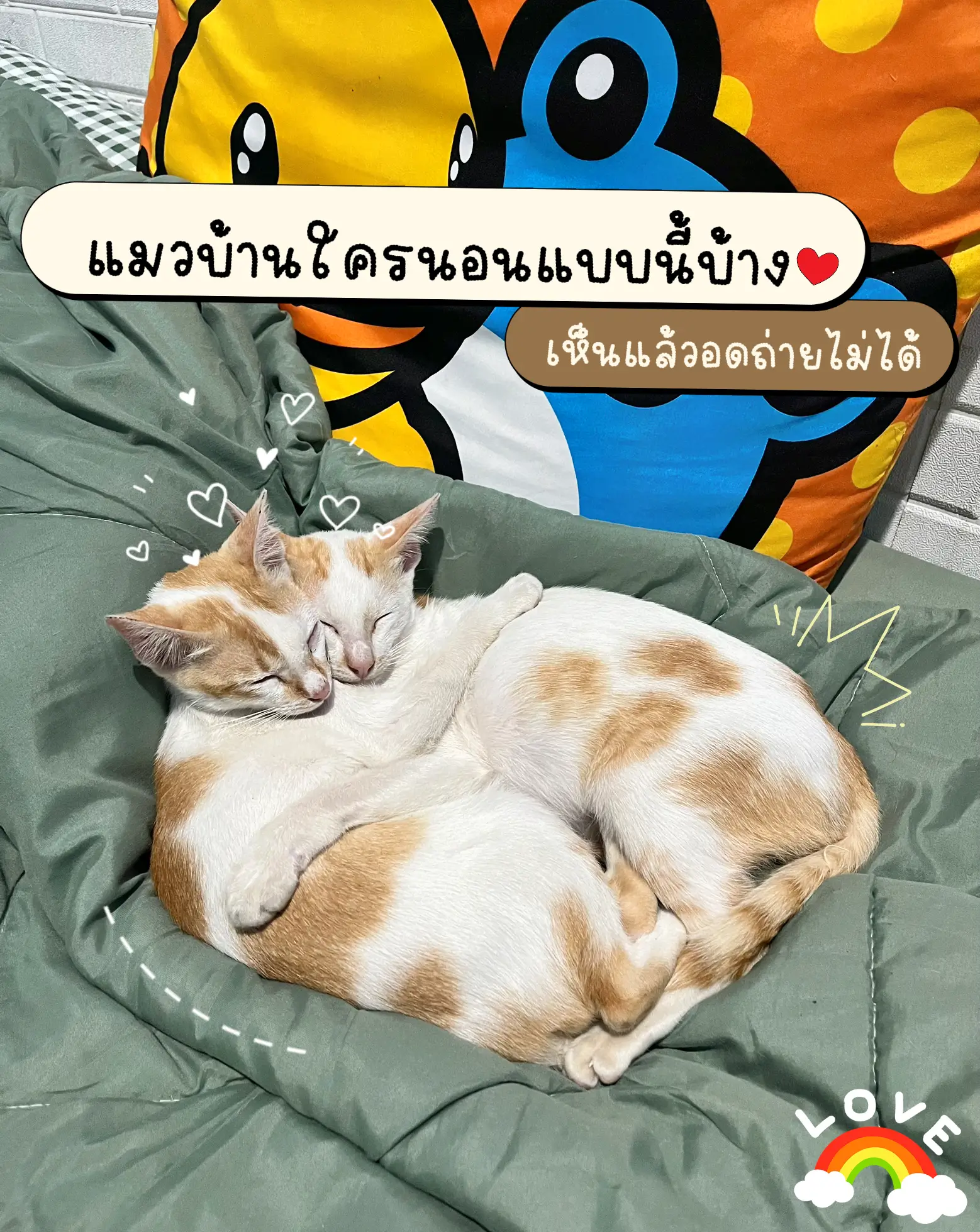 Bundle together the most sleeping cat position. Confused!! | Gallery posted  by Palmmie87 | Lemon8