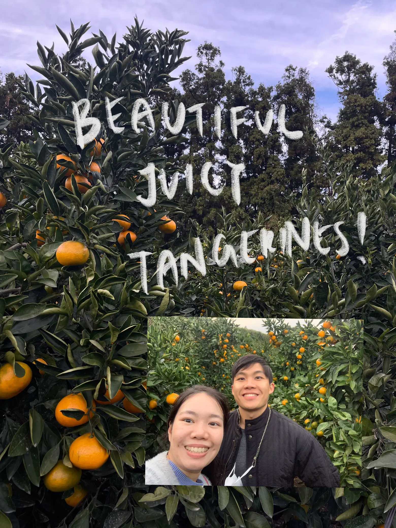 BEFORE ITS TOO LATE TANGERINE PICKING! 🍊 Gallery posted by Ethan
