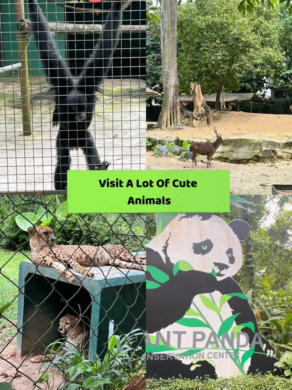 Family Activity: Zoo Negara | Bộ sưu tập do adshaysmn đăng | Lemon8