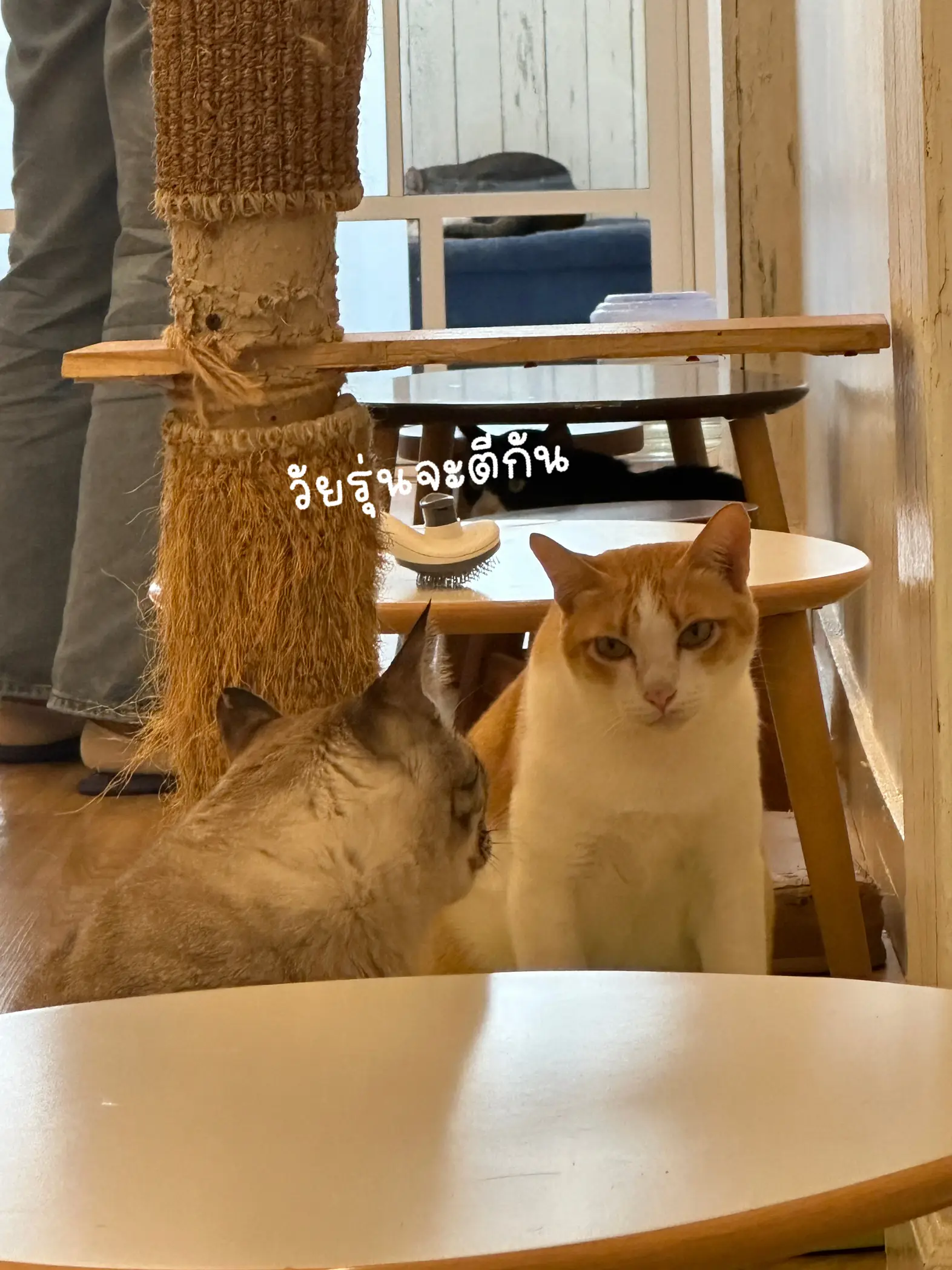 Mohu Mohu Café Teen Cat Addicted 🐱☕️ | Gallery posted by