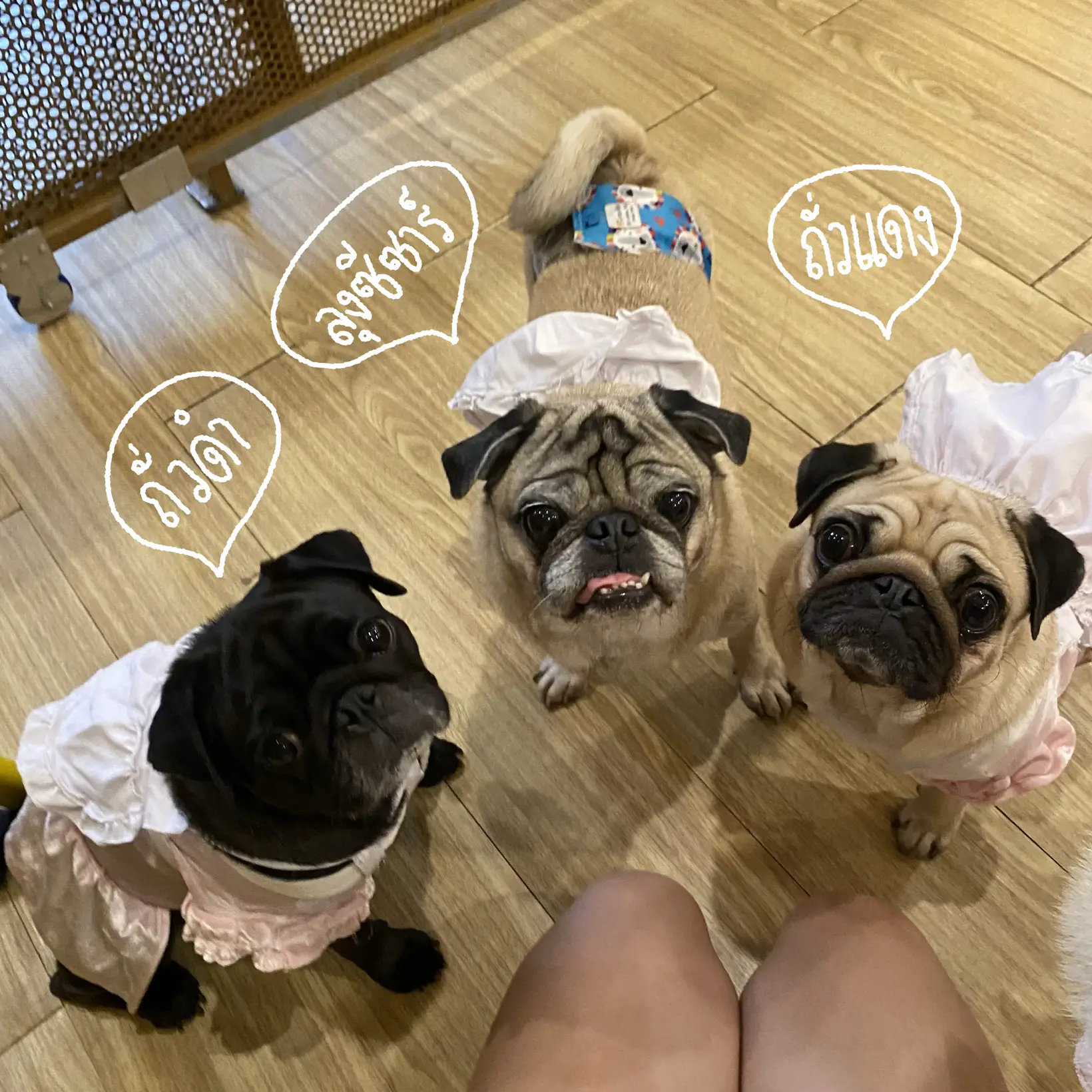 Pug fashion house