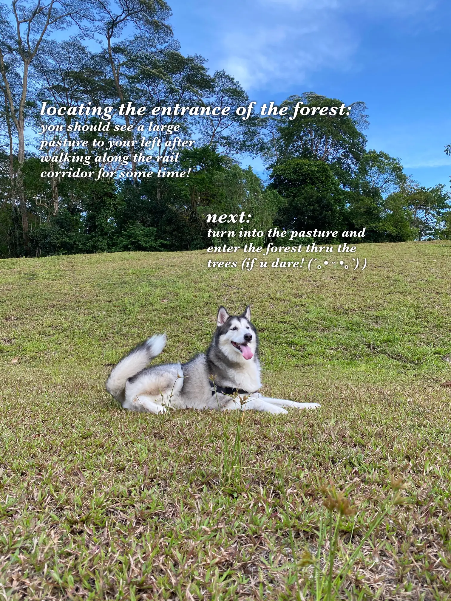 hiking-through-singapore-s-hidden-forest-galeri-disiarkan-oleh