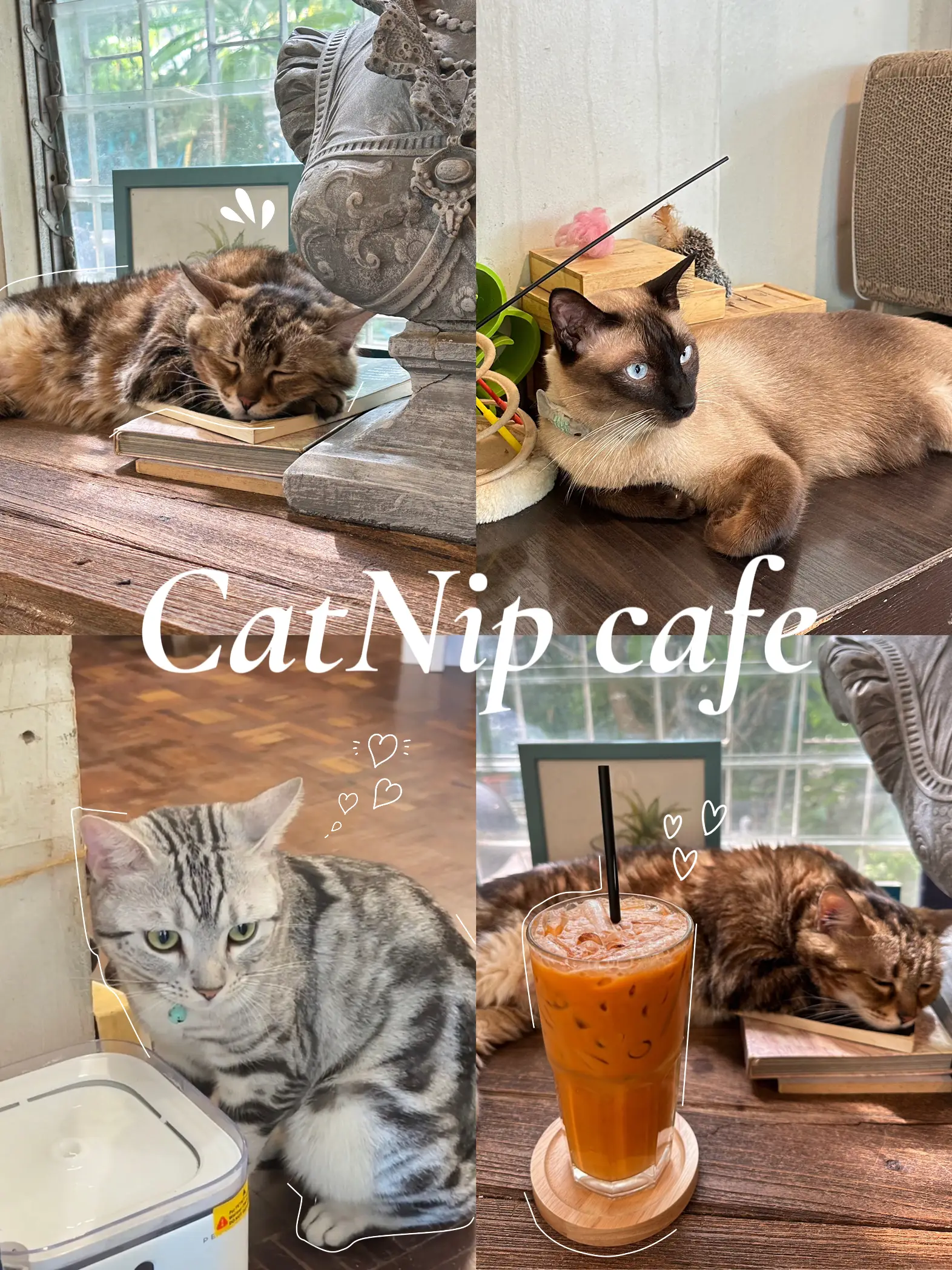 Cats Cafe by Tales of Paws ❤️, Gallery posted by Aierari