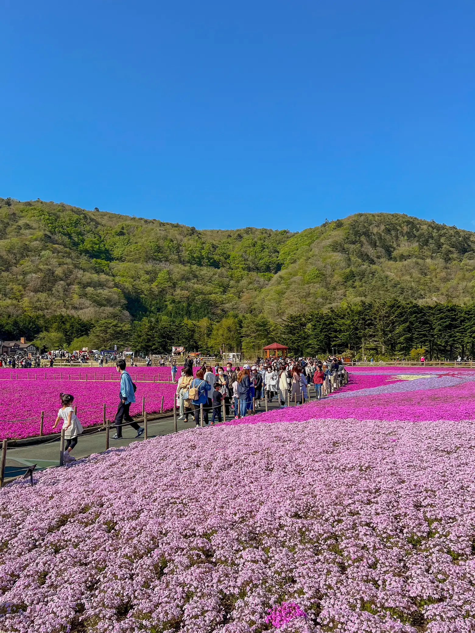 🇯🇵 spring at mt fuji 🌸 | fuji shibazakura festival | ˚✧₊ emily