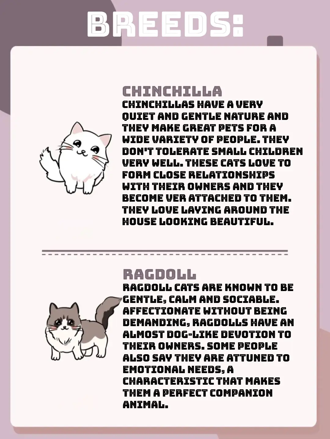 Ragdoll Cat Types Color Pattern Guide  : Unveiling the Perfect Feline Palette