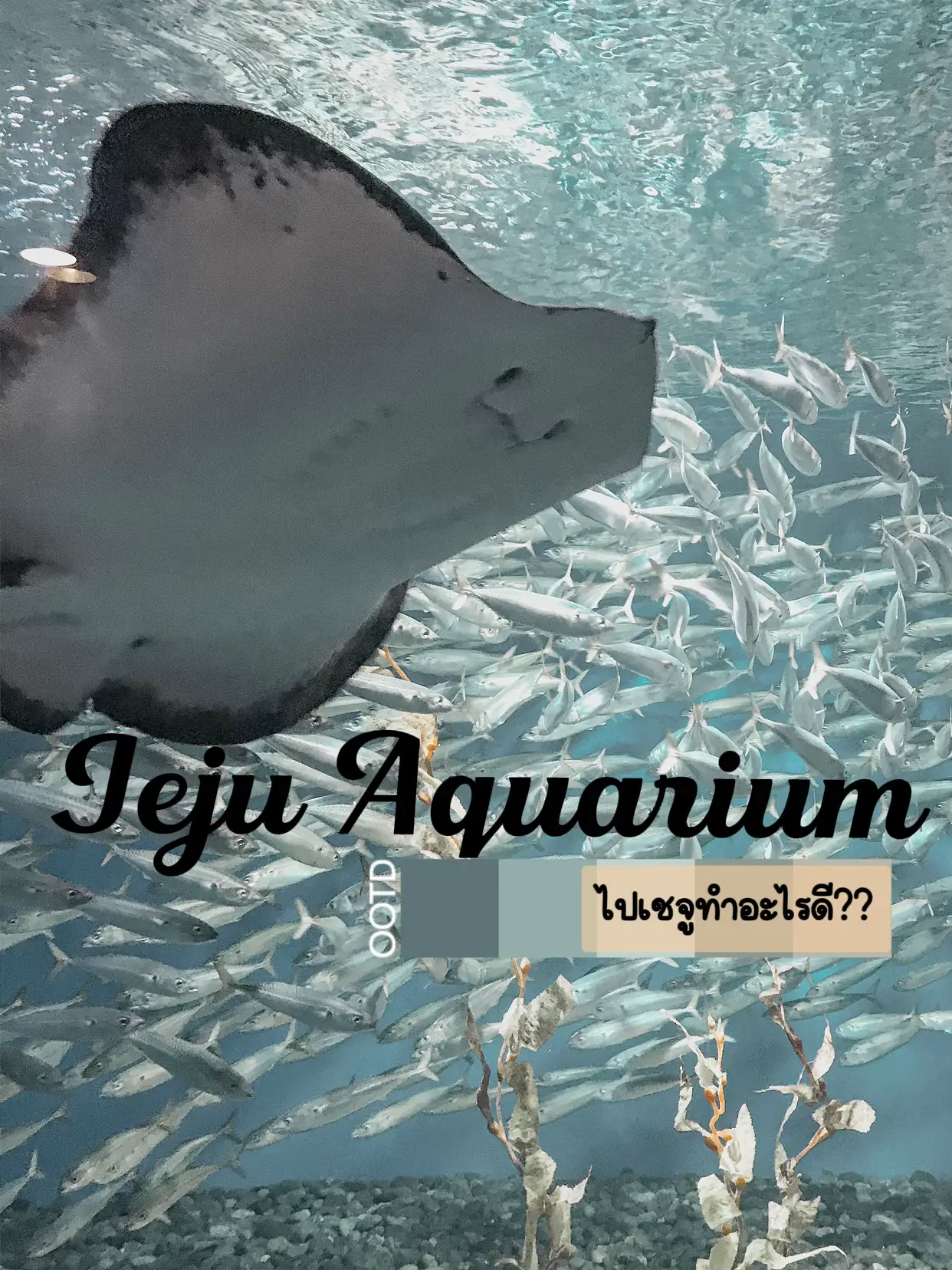 Aquarium Korea - การค้นหาใน Lemon8