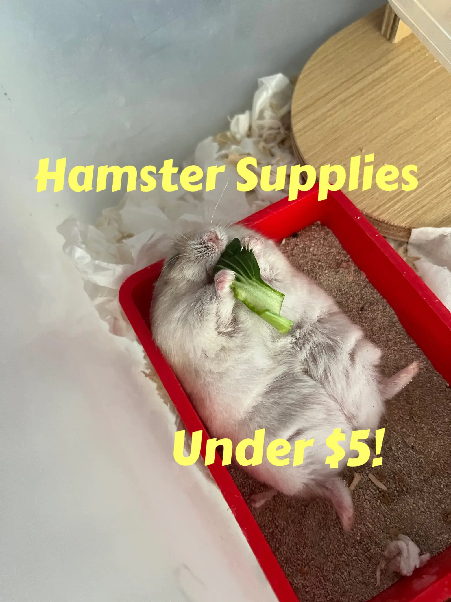 Supplies needed clearance for a hamster