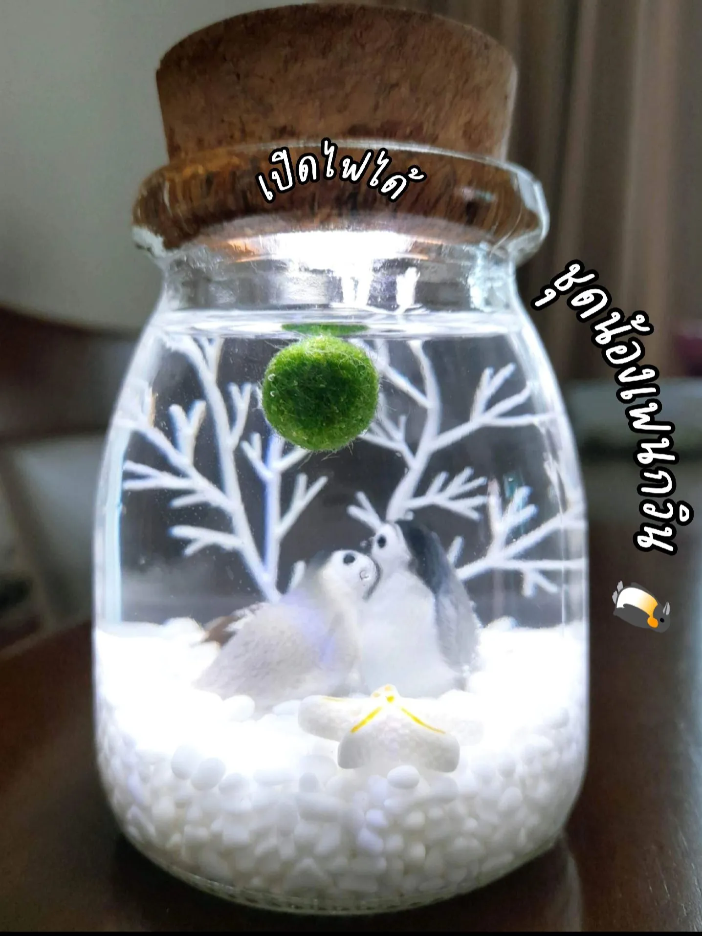 Bonshouse - 🎁 MARIMO LIMITED 🎁 🍀 Regalare un marimo è