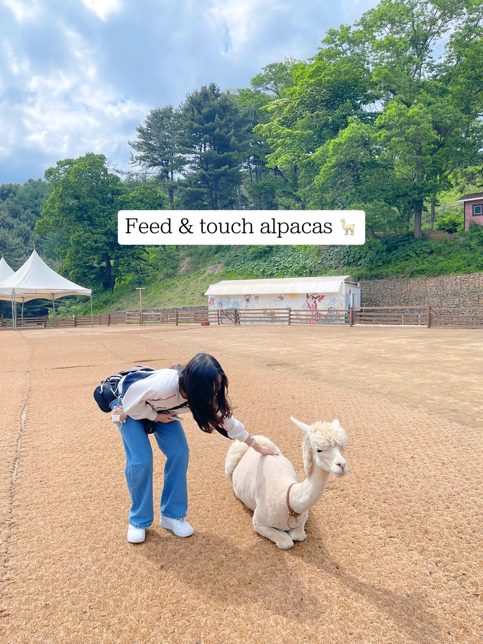 20 top How to Get to Alpaca World Korea ideas in 2024