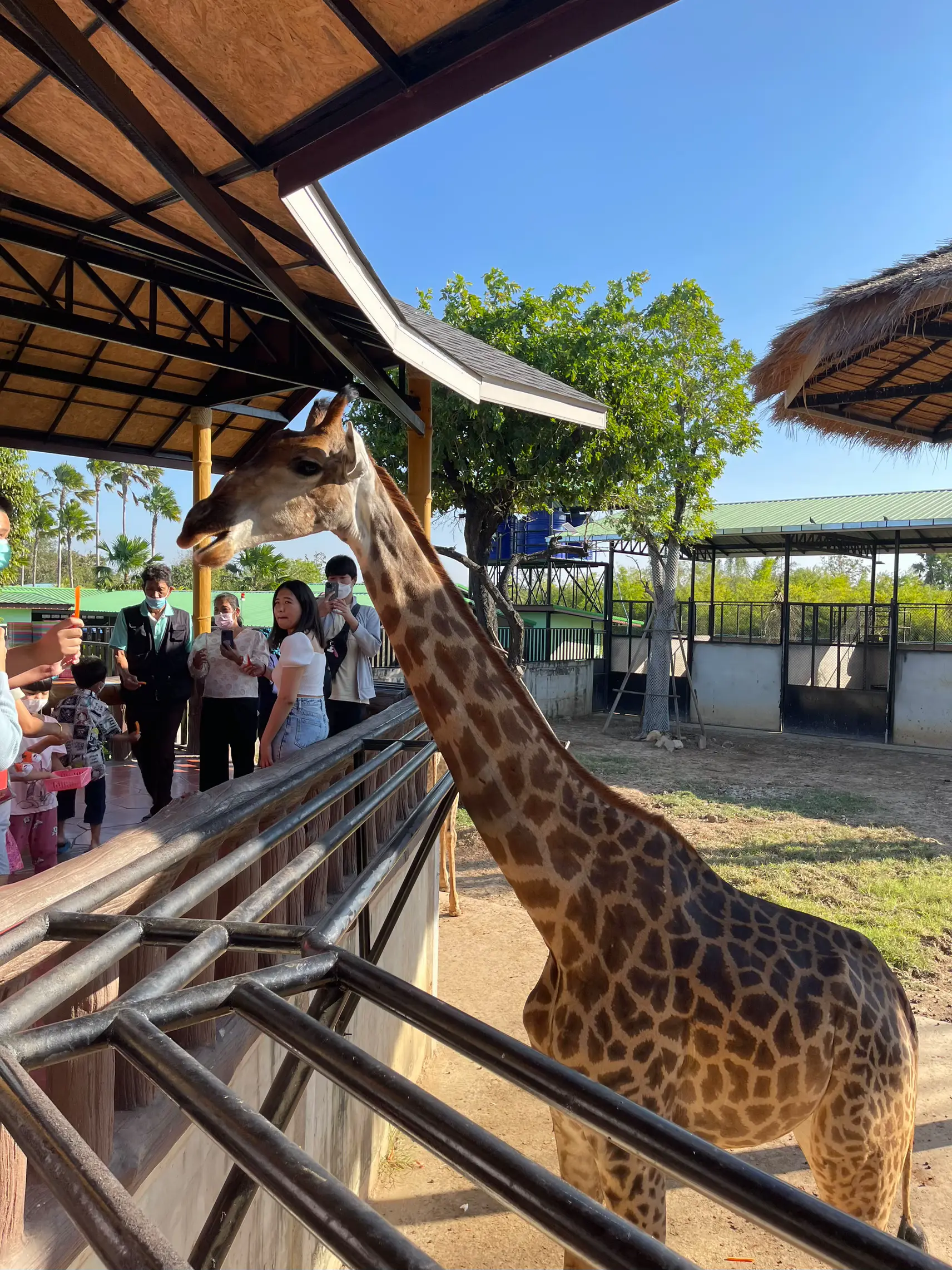 子供が好きなアユタヤ動物園。 🐵🦓🐢 | Tammy450が投稿したフォトブック | Lemon8