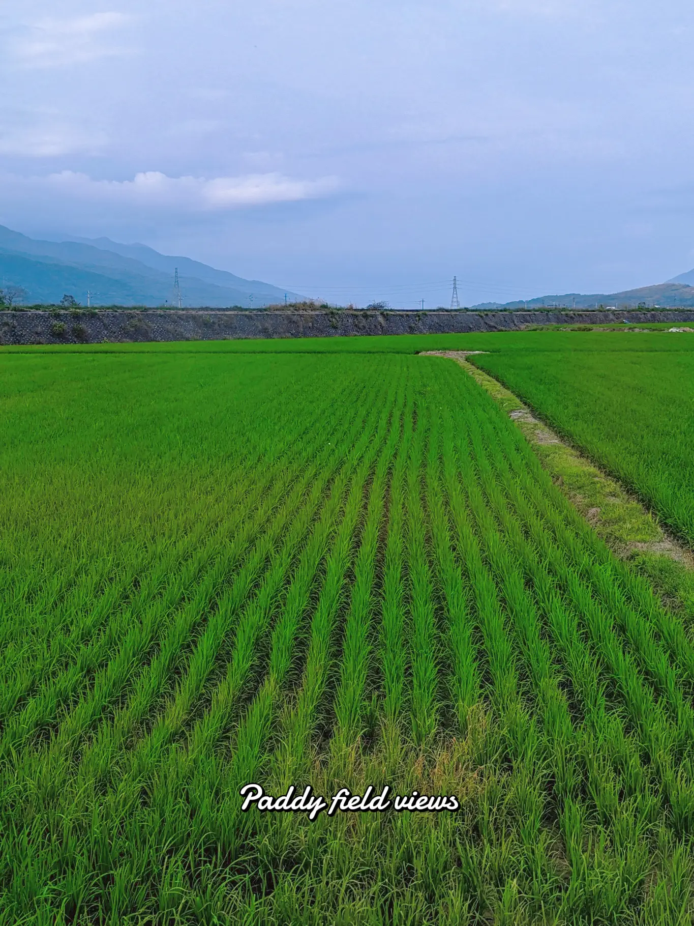 Breathtaking cafe with paddy field views 🇹🇼 | Gallery posted by Jing ...