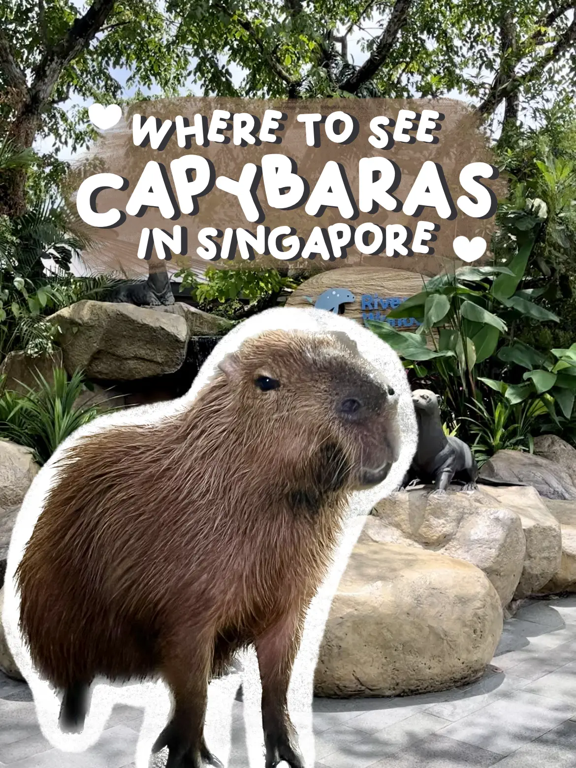 I made capybaras with different jobs or costumes : r/capybara