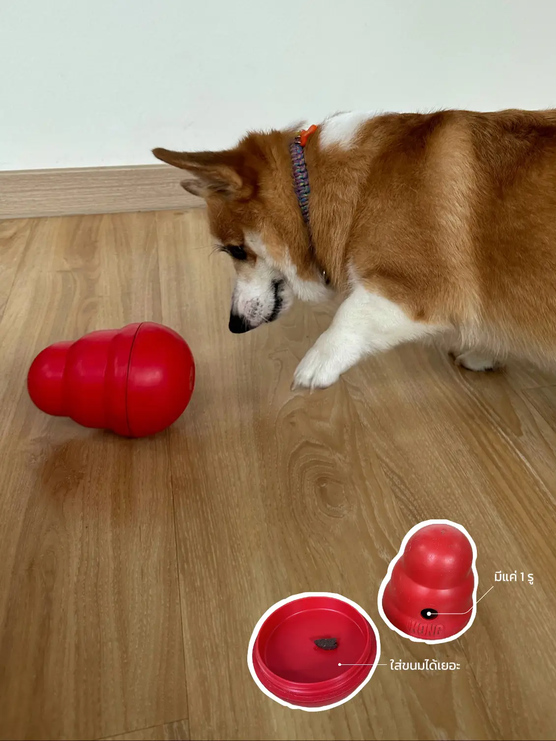 Get your Puppy using the Kong Wobbler 