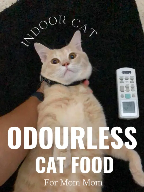 Odorless wet cat store food