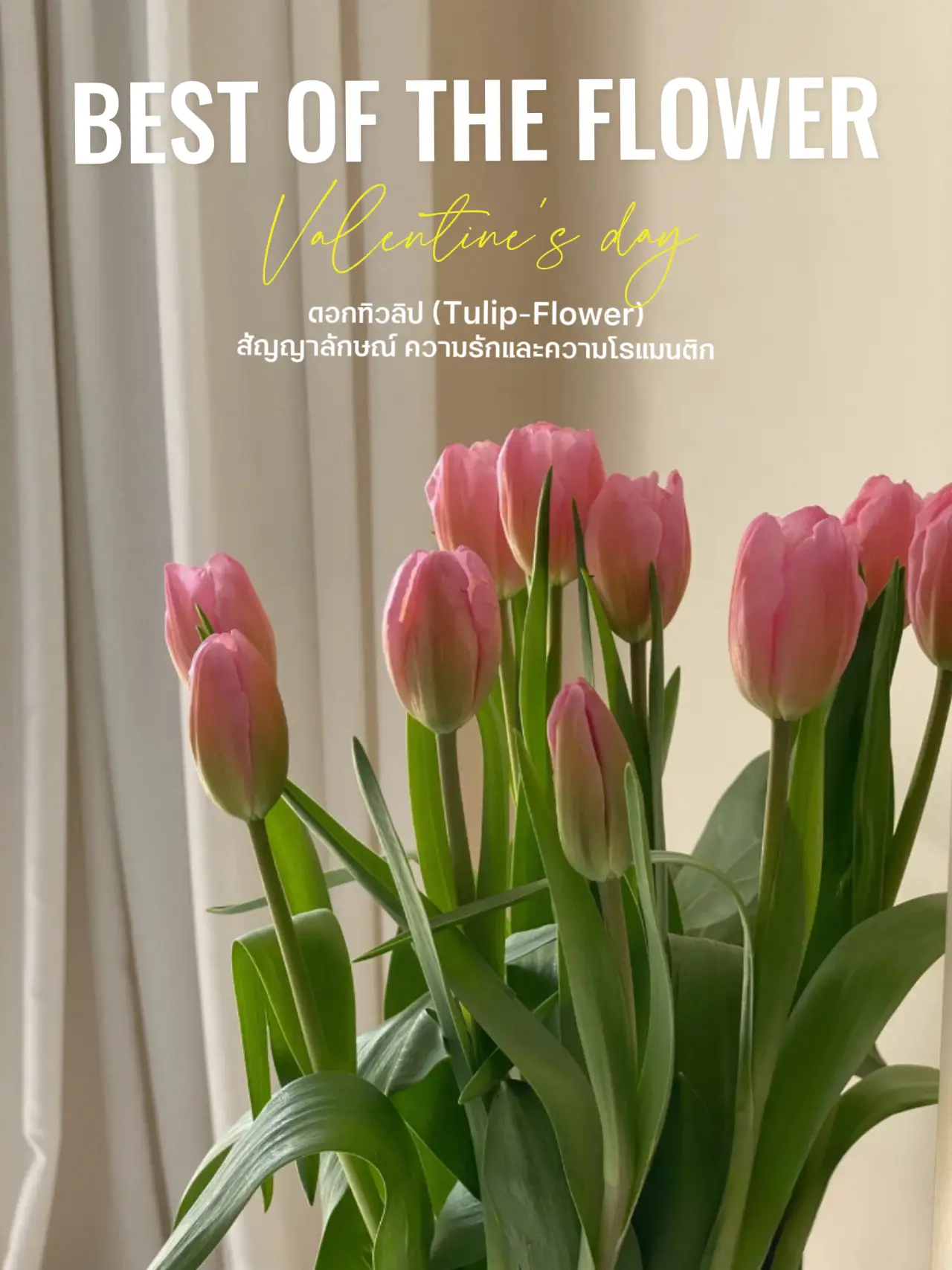 ดอกทิวลิป สัญลักษณ์ของความรักและความโรแมกติก🌷 | แกลเลอรีที่โพสต์โดย ...