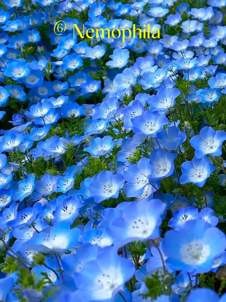 7ดอกไม้สีฟ้า ความหมายดี เพิ่มความสดชื่นให้สวน!🦋 | แกลเลอรีที่โพสต์โดย ...