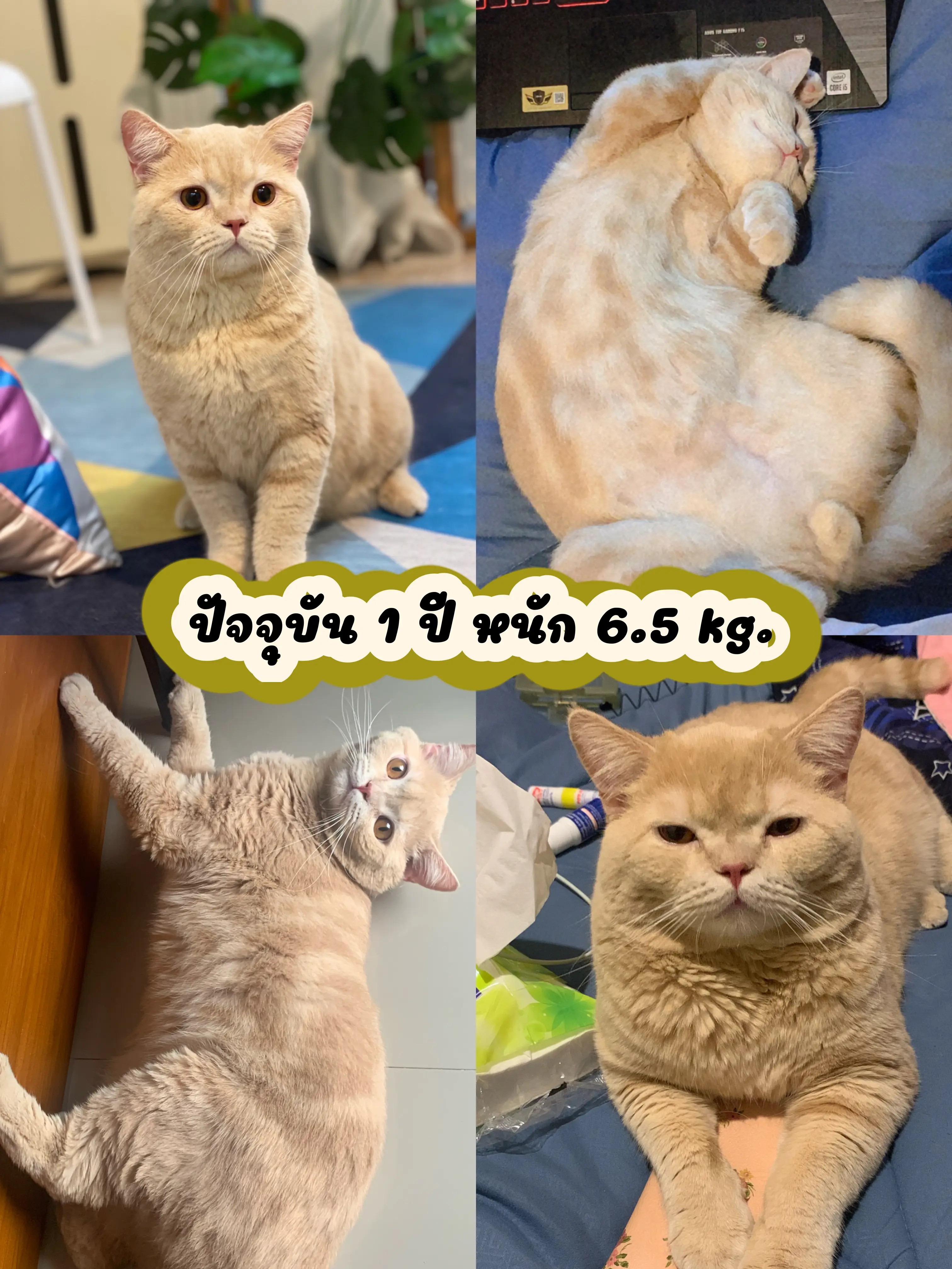 How to raise a cat to become a fat pig 🐈🫶🏻, Gallery posted by K.yingg💖