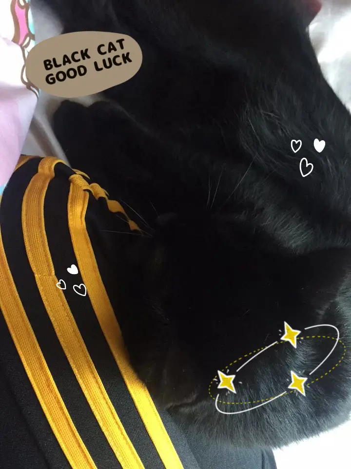 Black Cat is Good Luck🐈‍⬛🖤 แกลเลอรีที่โพสต์โดย Nalinrich Lemon8