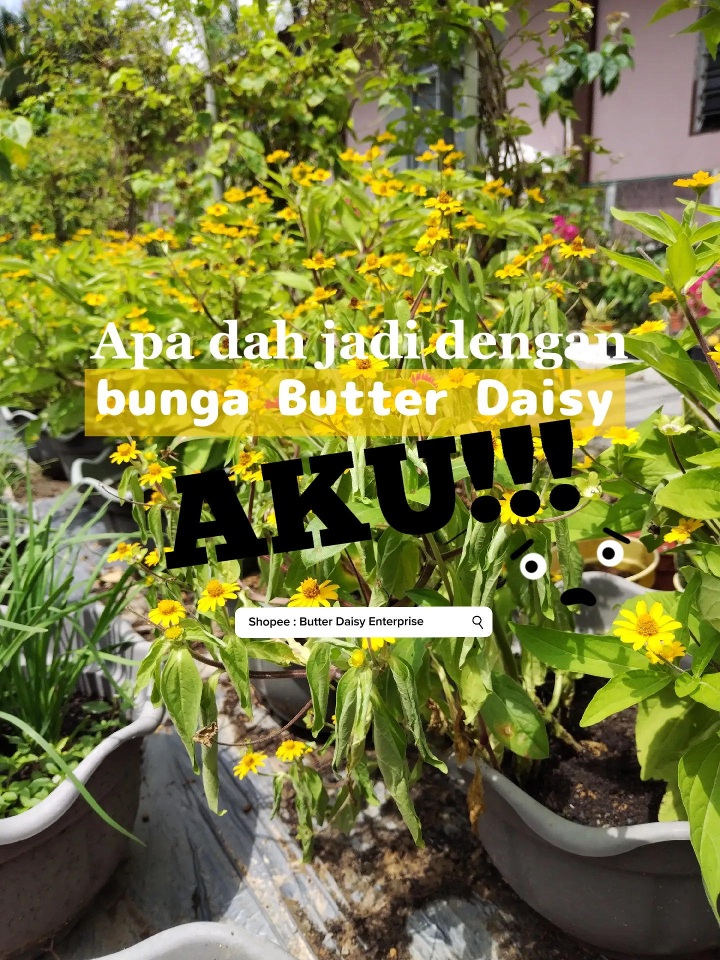 Daun bunga Butter Daisy menggulung Galeri disiarkan oleh Butter Daisy