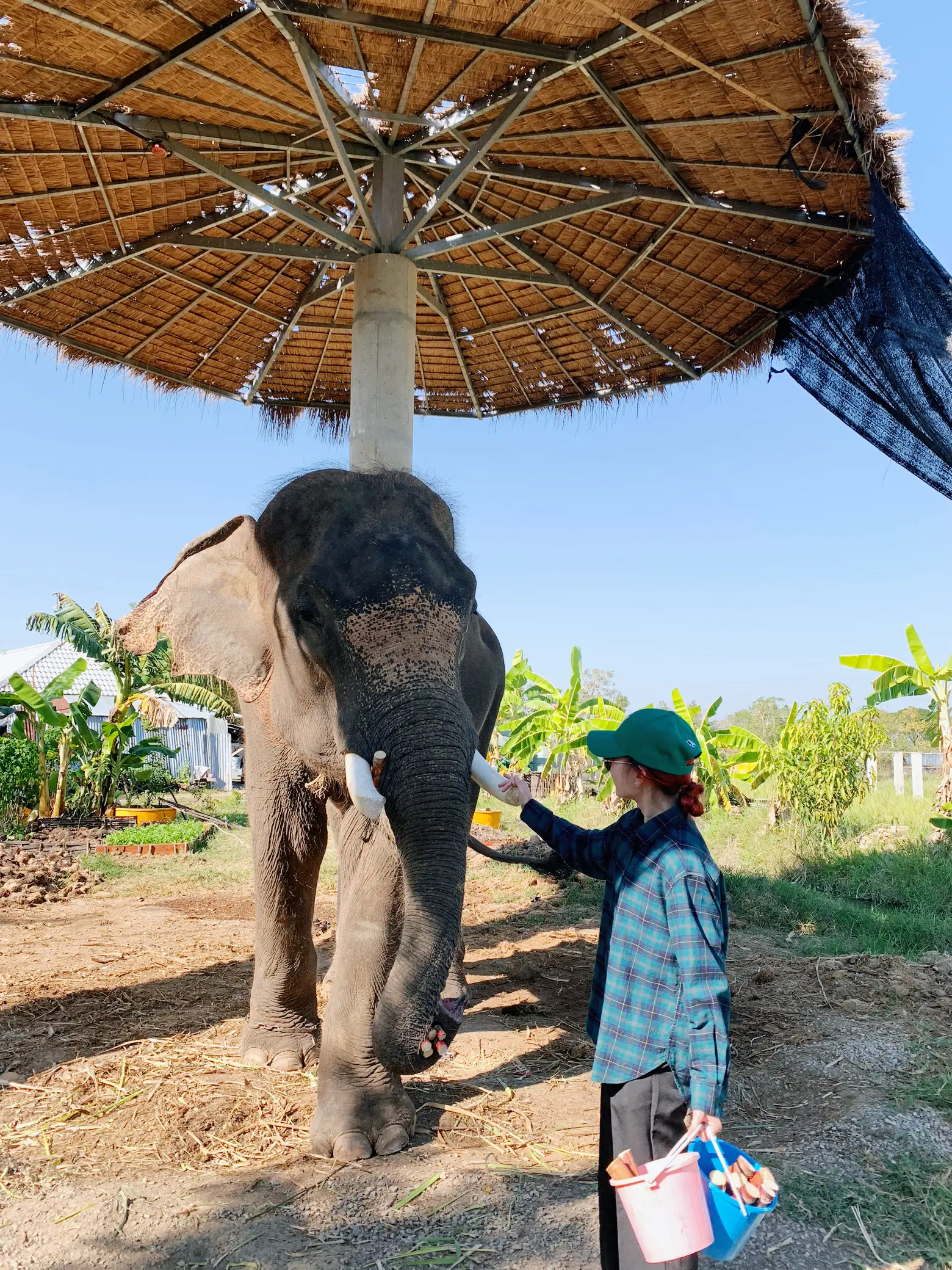 💚Dress up to feed the elephant. 🐘 🥰, Gallery posted by ff
