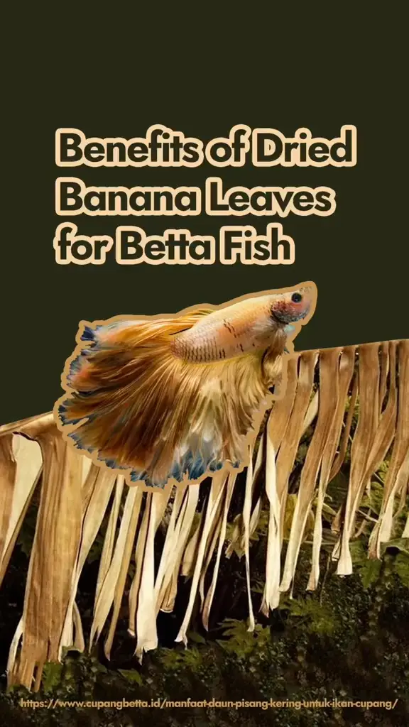 Dried banana store leaves for betta