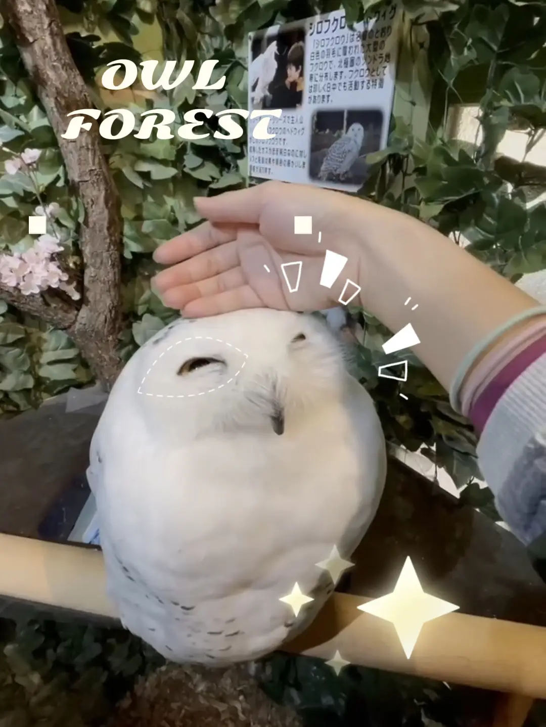 🇯🇵Owl Forest 🦉 Kyoto, Japan Video published by Wanderers Lemon8