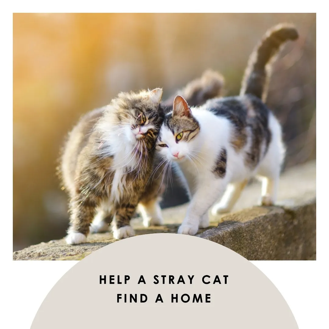 Finding a best sale stray cat