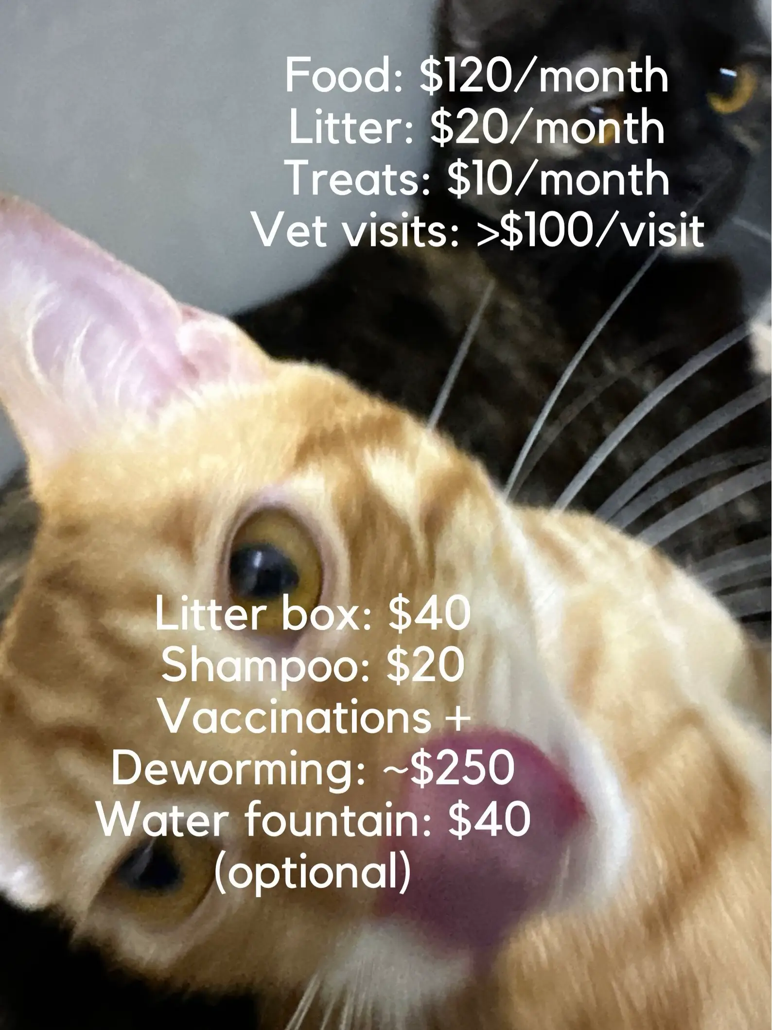 how much does it cost to keep cats in SG Gallery