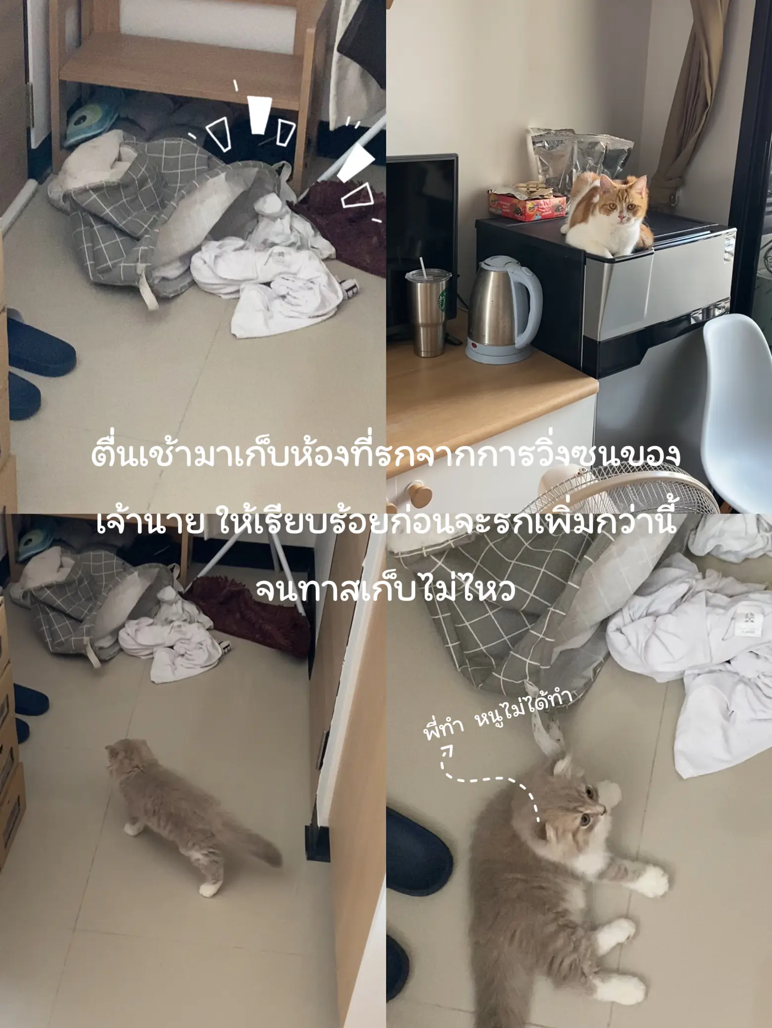 1 day life review of cat slaves🐈 | Gallery posted by Navit